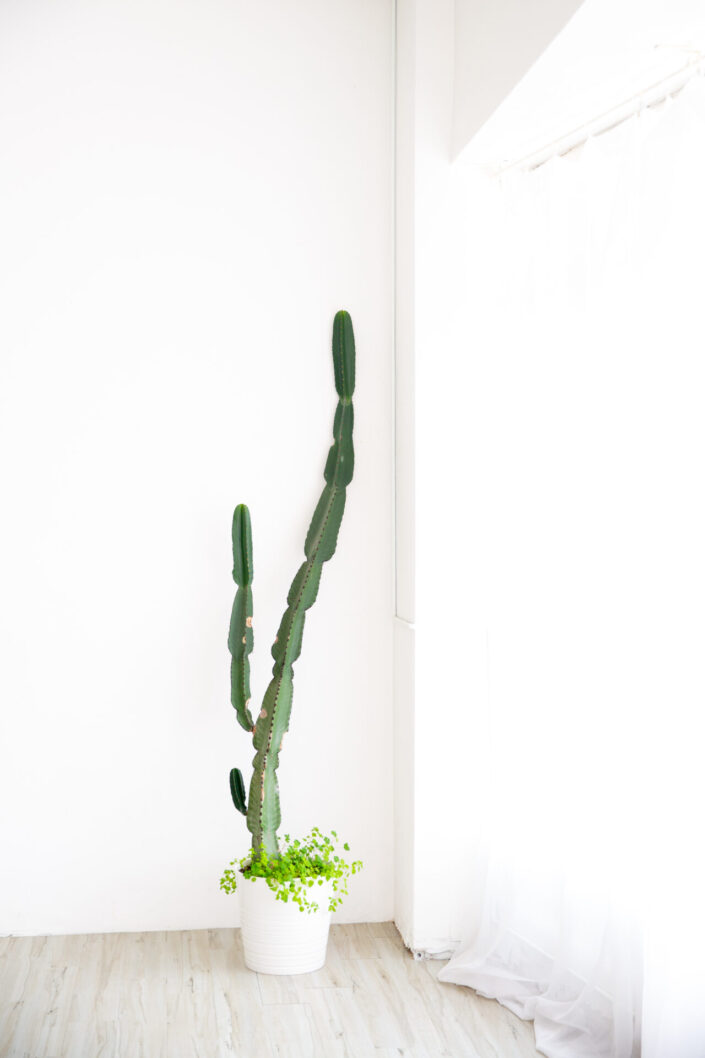 white yoga studio with pretty green cactus